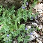 Veronica pectinata Lorea