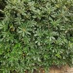 Pittosporum heterophyllum Folha