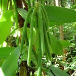 Vanilla planifolia 果