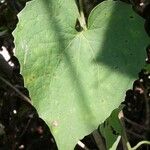 Mikania cordifolia Leaf