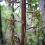 Eltroplectris calcarata Žiedas