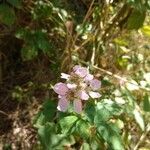 Rubus albiflorus Flower