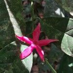 Heisteria parvifolia Цвят