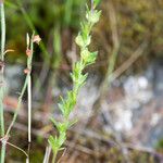 Veronica dillenii Habitus