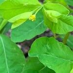 Euphorbia carniolica Folha