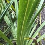 Pandanus urophyllus Yaprak