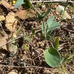 Coronilla scorpioides Celota