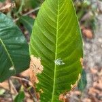 Davilla nitida Yaprak