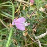 Ononis spinosa Leaf