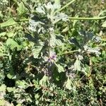 Marrubium alysson Flor