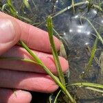 Carex muskingumensis Leaf