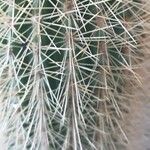 Pilosocereus chrysostele Hoja