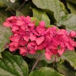 Clerodendrum splendens Blatt