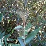 Thysanolaena latifolia പുഷ്പം