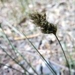 Carex leporina Floare