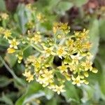 Rubia tinctorum ফুল