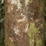 Pachira dolichocalyx Bark