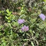 Tessaria integrifolia Fiore