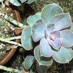 Echeveria gibbiflora Habit