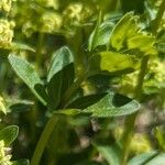 Cruciata glabra Hoja