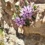 Physoplexis comosa 花