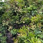Litchi chinensis Habit