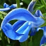 Salvia patens Flor