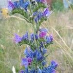 Echium vulgareFlower