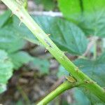 Rubus polonicus Other