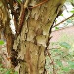 Hydrangea arborescens Bark