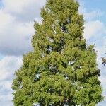 Metasequoia glyptostroboides Habitus