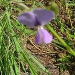 Vigna membranacea Flor