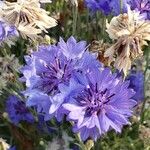 Centaurea cyanusЦветок