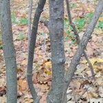 Cotoneaster acutifolius Bark