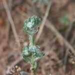 Bombycilaena erecta 花