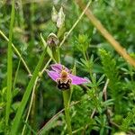 Ophrys apiferaKvět