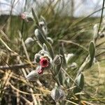 Pardoglossum cheirifolium Flower