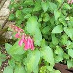 Salvia involucrata Flower