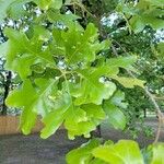 Quercus stellata Leaf