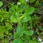 Aronia melanocarpa Blatt