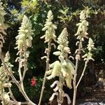 Aloe tomentosa Flower