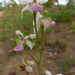 Eulophia livingstoneana फूल