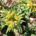 Euphorbia sulcata Flower
