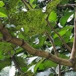 Coccoloba caracasana Corteza
