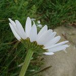 Leucanthemum ircutianum Квітка