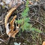 Juniperus communisLapas