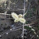 Salix caprea Virág