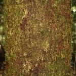 Eperua falcata Bark