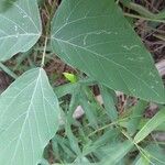 Mucuna pruriens पत्ता