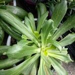 Lewisia cotyledon Blad